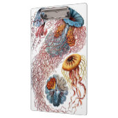 Vintage Qualle von Ernst Haeckel, Discomedusae Klemmbrett (Links)