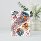 Vintage Qualle von Ernst Haeckel, Discomedusae Postkarte (Stehend Vorderseite)