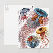 Vintage Qualle von Ernst Haeckel, Discomedusae Postkarte (Vorne/Hinten)