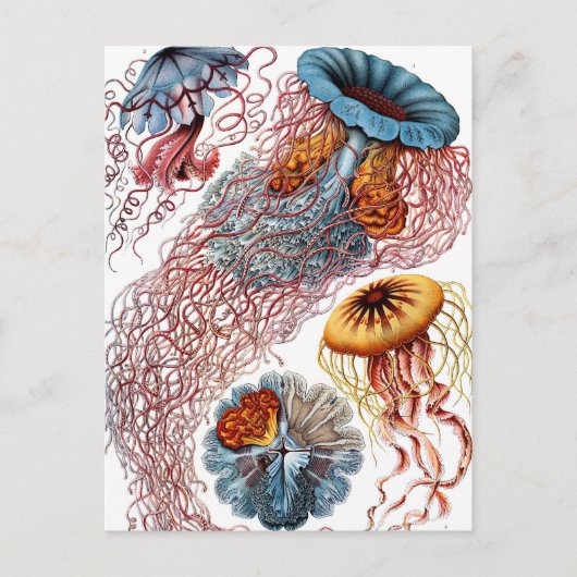 Vintage Qualle von Ernst Haeckel, Discomedusae Postkarte (Vorderseite)
