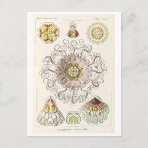 Vintage Qualle von Haeckel Postkarte