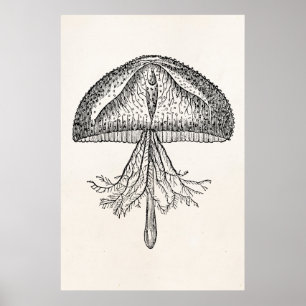 Vintage Quallen Antique Quallen Schablone Poster