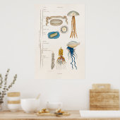 Vintage Quallen-Illustration aus dem 18. Jahrhunde Poster (Küche)