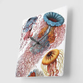 Vintage Quallen von Ernst Haeckel, Discomedusae Quadratische Wanduhr (Winkel)