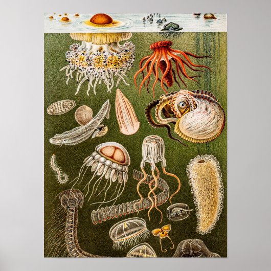 Vintage Quallenfisch-Jelly-Fisch-Illustration Poster (Vorne)