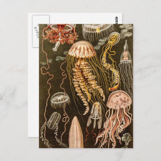 Vintage Quallenfisch-Jelly-Fisch-Illustration Postkarte (Vorne/Hinten)