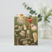 Vintage Quallenfisch-Jelly-Fisch-Illustration Postkarte (Stehend Vorderseite)