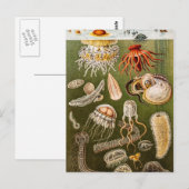 Vintage Quallenfisch-Jelly-Fisch-Illustration Postkarte (Vorne/Hinten)