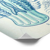 Vintage Quallenillustration Poster (Ecke)