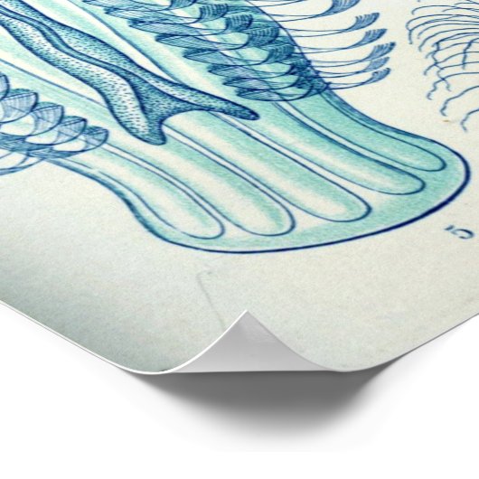 Vintage Quallenillustration Poster (Ecke)