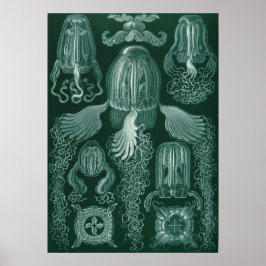 Vintage Quallenillustration Poster