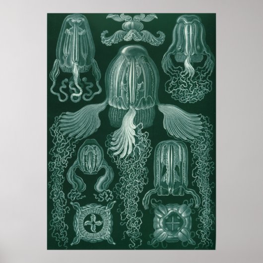 Vintage Quallenillustration Poster (Vorne)