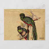 Vintage Quetzal Bird Elegante Tischnummer (Rückseite)
