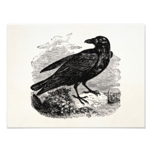 Vintage Rabe Schwarz Vogel Krähe Personalisierte V Fotodruck