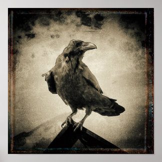 Vintage-Raben-Foto Poster