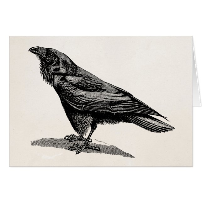 Vintage Raben-Krähen-Amsel-Vogel-Illustration (Vorderseite (Horizontal))