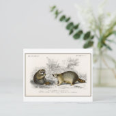 Vintage Raccoon-Illustration Postkarte (Stehend Vorderseite)
