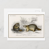 Vintage Raccoon-Illustration Postkarte (Vorne/Hinten)