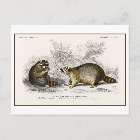 Vintage Raccoon-Illustration Postkarte (Vorderseite)