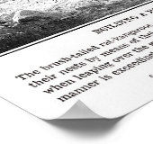 Vintage Ratte Kangaroo Poster (Ecke)