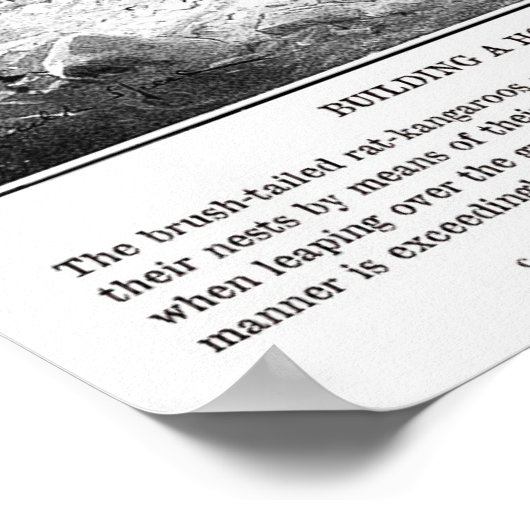 Vintage Ratte Kangaroo Poster (Ecke)