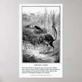 Vintage Ratte Kangaroo Poster (Vorne)