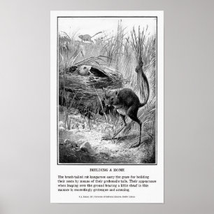Vintage Ratte Kangaroo Poster