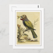 Vintage Red Fan Parrot Bird Illustration Postkarte (Vorne/Hinten)