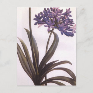 Vintage Redoute Lila Blume Postkarte