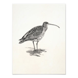 Vintage Regenpfeifer-Feuchtgebiet-Vogelillustratio Fotodruck