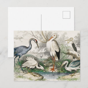 Vintage Reiher Storch und Kranich Natur Kunst Druc Postkarte