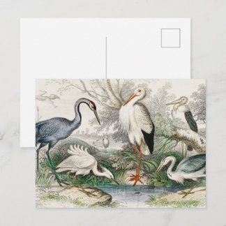 Vintage Reiher Storch und Kranich Natur Kunst Druc Postkarte