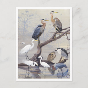 Vintage Reiher und Silberreiher Postkarte