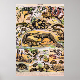 Vintage-Reptilien-Illustration von Adolphe Millot Poster