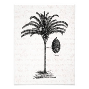 Vintage Retro Brasilianischer Palmbaum Schablone P Fotodruck