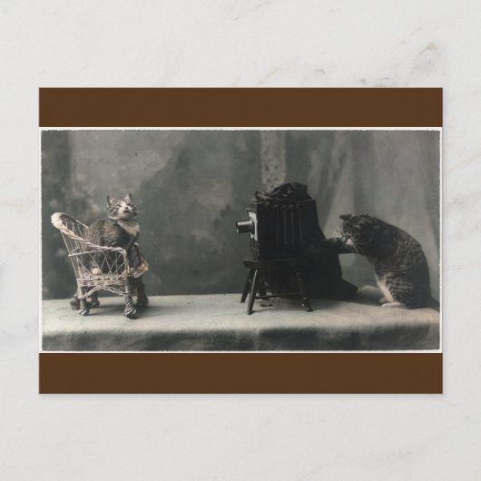 Vintage Retro Katzenfoto Postkarte (Vorderseite)