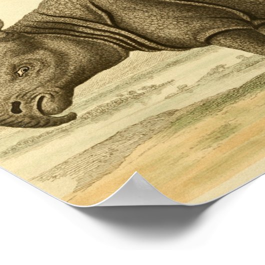 Vintage Rhinoceros-Naturgeschichte Poster (Ecke)