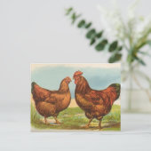 Vintage Rhode Island Red Chicken Postkarte (Stehend Vorderseite)