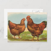 Vintage Rhode Island Red Chicken Postkarte (Vorne/Hinten)