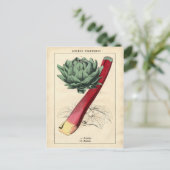 Vintage Rhubarb Botanische Printwerbung Postkarte (Stehend Vorderseite)