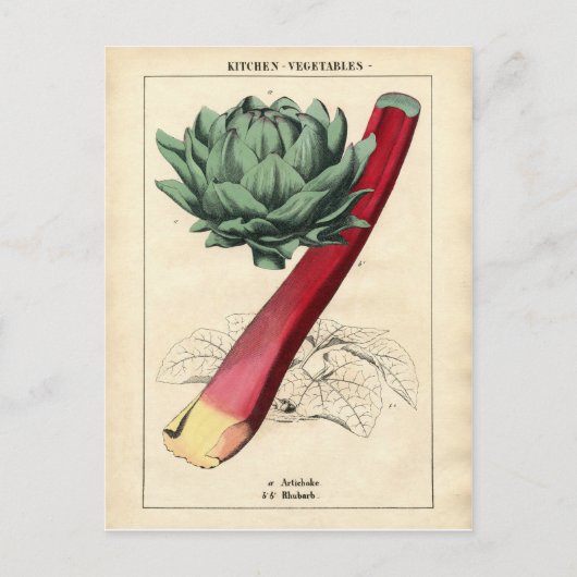 Vintage Rhubarb Botanische Printwerbung Postkarte (Vorderseite)