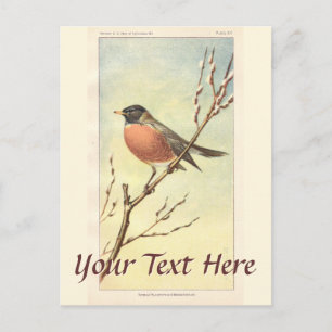 Vintage Robin Postcard Postkarte