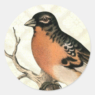 Vintage Robin Runder Aufkleber