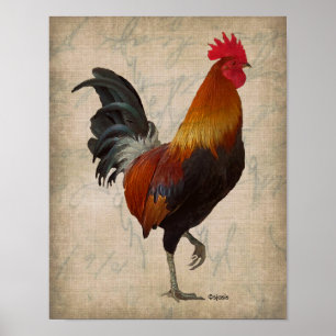 Vintage Rooster Design Poster
