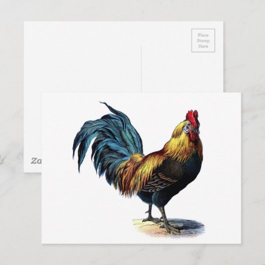 Vintage Rooster Postkarte (Vorne/Hinten)