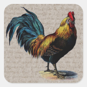 Vintage Rooster und Antique Text Collage - Benutze Quadratischer Aufkleber