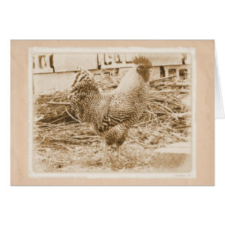 Vintage Roosterfotografie