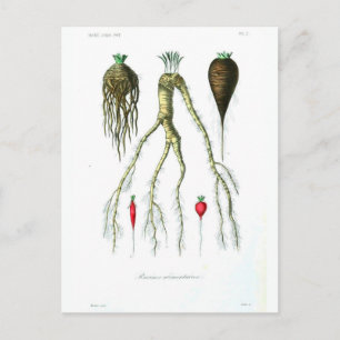 Vintage Root Vegetables Botanische Printwerbung Postkarte