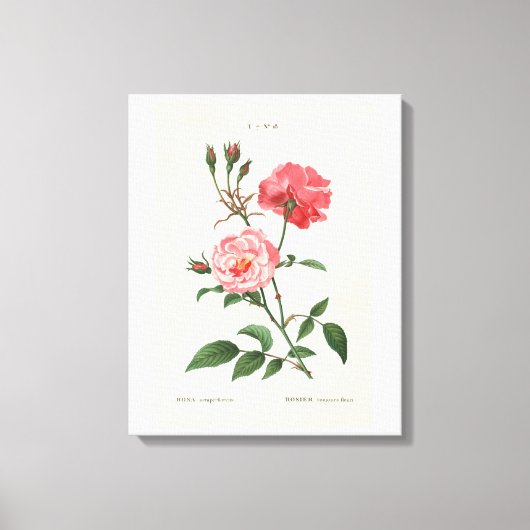 Vintage Rosa-Blume Leinwanddruck (Vorderseite)