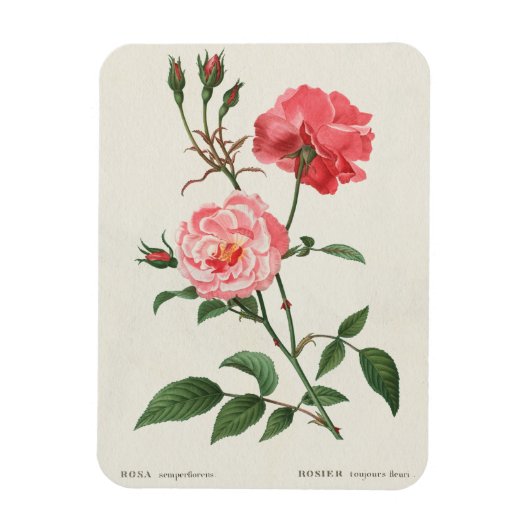 Vintage Rosa-Blume Magnet (Vertikal)
